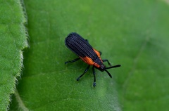 Pentispa chevrolati