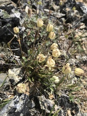 Silene uralensis