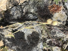 Silene uralensis