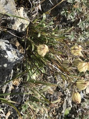 Silene uralensis