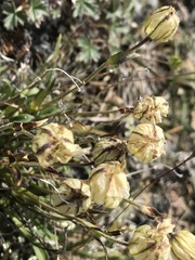 Silene uralensis