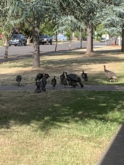 Meleagris gallopavo