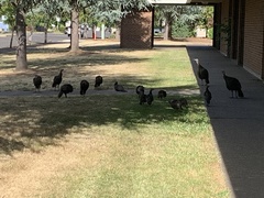 Meleagris gallopavo