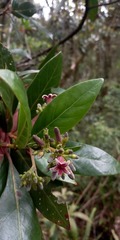 Cinchona lancifolia