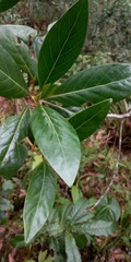 Cinchona lancifolia