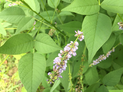 Orbexilum onobrychis