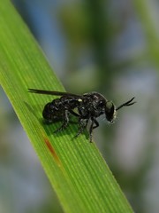 Cerotainia macrocera