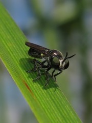 Cerotainia macrocera