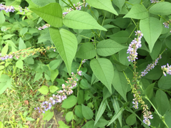 Orbexilum onobrychis