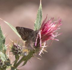 Erynnis persius