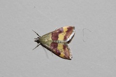 Pyrausta flavofascialis