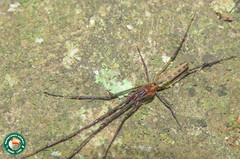 Tetragnatha cladognatha