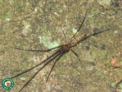 Tetragnatha cladognatha