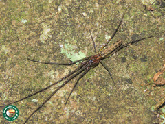 Tetragnatha cladognatha
