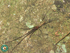 Tetragnatha cladognatha