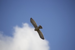 Accipiter ovampensis