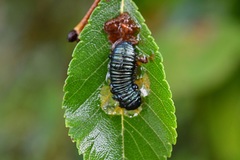 Monocesta ducalis