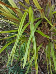 Pyrrosia longifolia