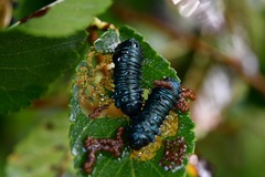 Monocesta ducalis