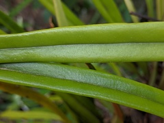 Pyrrosia longifolia