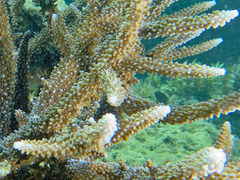 Acropora intermedia