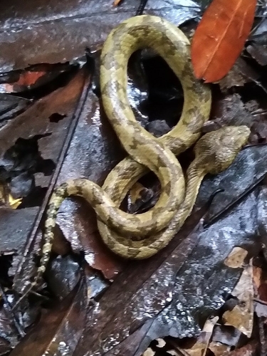 Travancore Pit Viper, Craspedocephalus travancoricus