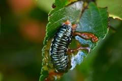 Monocesta ducalis