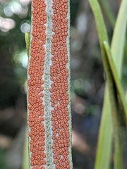 Pyrrosia longifolia
