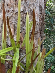 Pyrrosia longifolia