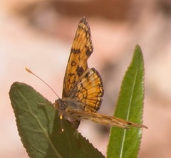 Phyciodes pallida