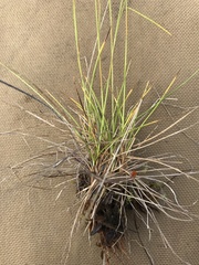 Carex williamsii