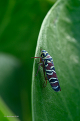 Agrosoma