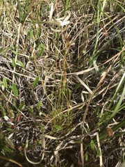Carex williamsii