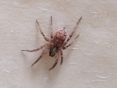 Araneae