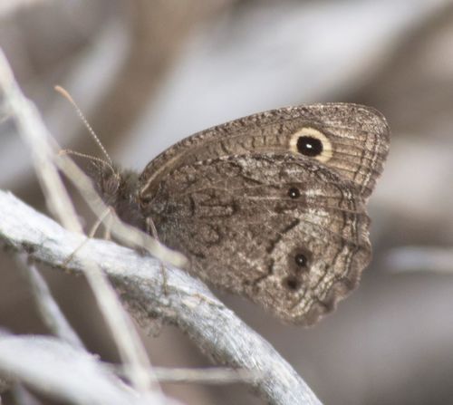 Small Wood-Nymph photo 4