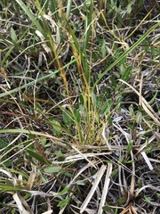 Carex williamsii