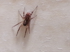 Araneae