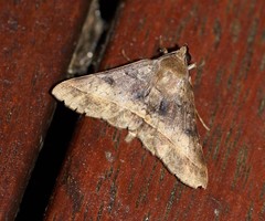Hypospila dochmotoma