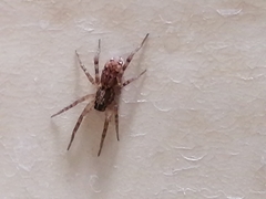 Araneae