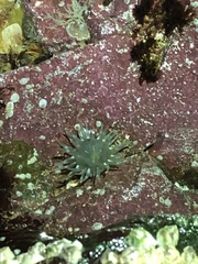 Aulactinia stella