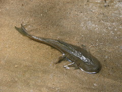 Hypostomus cordovae