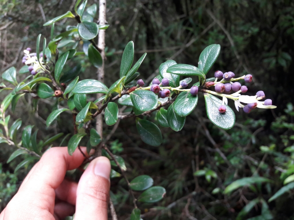 Vaccinium retusum (Vaccinium retusum)