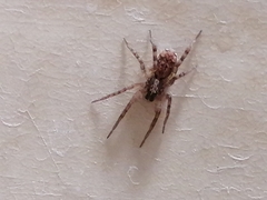 Araneae