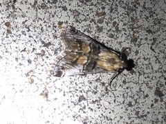 Cacozelia basiochrealis