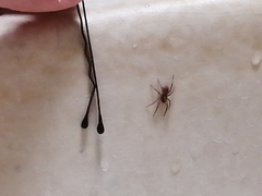 Araneae