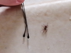 Araneae