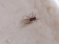 Araneae