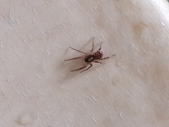 Araneae