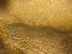 Synbranchus marmoratus