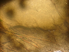 Synbranchus marmoratus